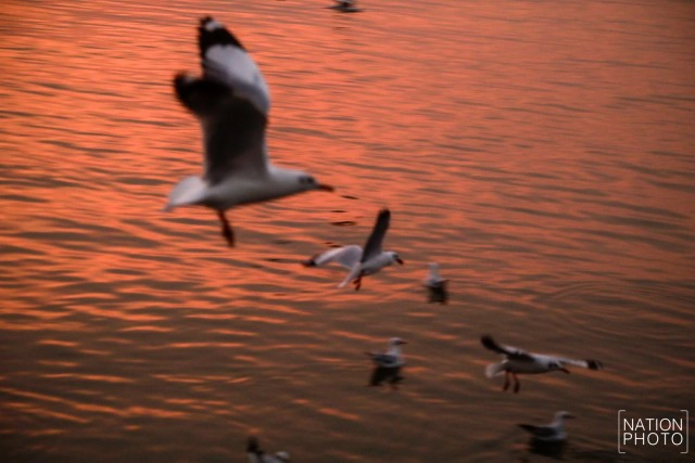 ฝูงนก "นางนวล" สยายปีกเหนือน่านฟ้าบางปู ปชช.หิ้วกากหมูเลี้ยงนกนางนวลบินหนีหนาวจาก "ไซบีเรีย"