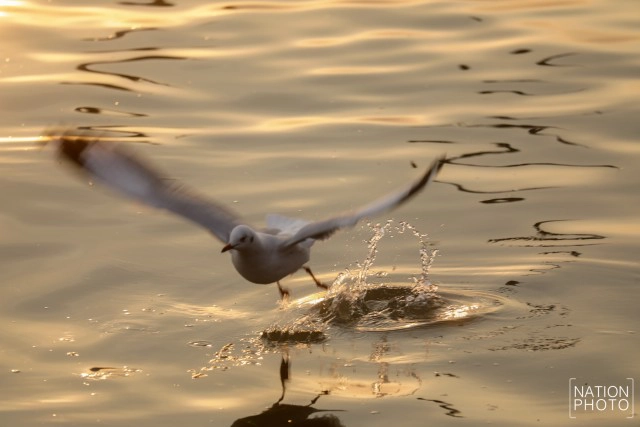 ฝูงนก "นางนวล" สยายปีกเหนือน่านฟ้าบางปู ปชช.หิ้วกากหมูเลี้ยงนกนางนวลบินหนีหนาวจาก "ไซบีเรีย"