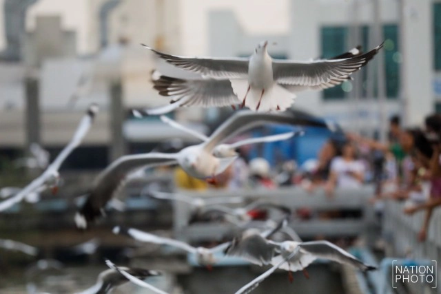 ฝูงนก "นางนวล" สยายปีกเหนือน่านฟ้าบางปู ปชช.หิ้วกากหมูเลี้ยงนกนางนวลบินหนีหนาวจาก "ไซบีเรีย"