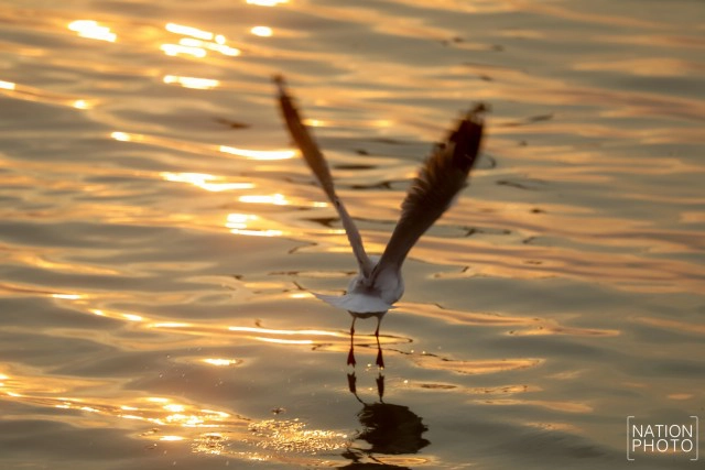 ฝูงนก "นางนวล" สยายปีกเหนือน่านฟ้าบางปู ปชช.หิ้วกากหมูเลี้ยงนกนางนวลบินหนีหนาวจาก "ไซบีเรีย"