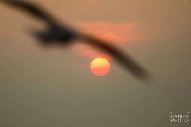 ฝูงนก "นางนวล" สยายปีกเหนือน่านฟ้าบางปู ปชช.หิ้วกากหมูเลี้ยงนกนางนวลบินหนีหนาวจาก "ไซบีเรีย"