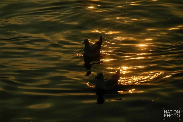 ฝูงนก "นางนวล" สยายปีกเหนือน่านฟ้าบางปู ปชช.หิ้วกากหมูเลี้ยงนกนางนวลบินหนีหนาวจาก "ไซบีเรีย"