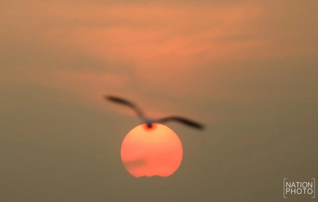 ฝูงนก "นางนวล" สยายปีกเหนือน่านฟ้าบางปู ปชช.หิ้วกากหมูเลี้ยงนกนางนวลบินหนีหนาวจาก "ไซบีเรีย"