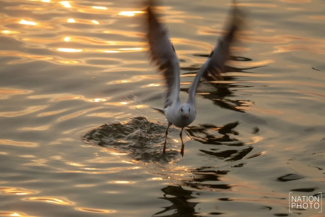 ฝูงนก "นางนวล" สยายปีกเหนือน่านฟ้าบางปู ปชช.หิ้วกากหมูเลี้ยงนกนางนวลบินหนีหนาวจาก "ไซบีเรีย"