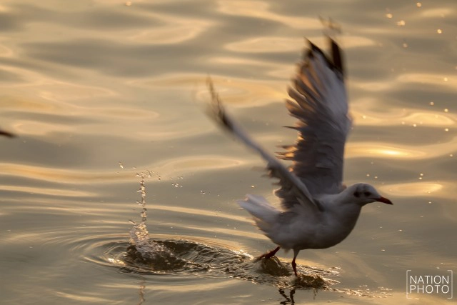 ฝูงนก "นางนวล" สยายปีกเหนือน่านฟ้าบางปู ปชช.หิ้วกากหมูเลี้ยงนกนางนวลบินหนีหนาวจาก "ไซบีเรีย"