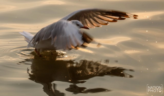 ฝูงนก "นางนวล" สยายปีกเหนือน่านฟ้าบางปู ปชช.หิ้วกากหมูเลี้ยงนกนางนวลบินหนีหนาวจาก "ไซบีเรีย"