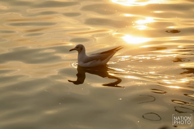 ฝูงนก "นางนวล" สยายปีกเหนือน่านฟ้าบางปู ปชช.หิ้วกากหมูเลี้ยงนกนางนวลบินหนีหนาวจาก "ไซบีเรีย"