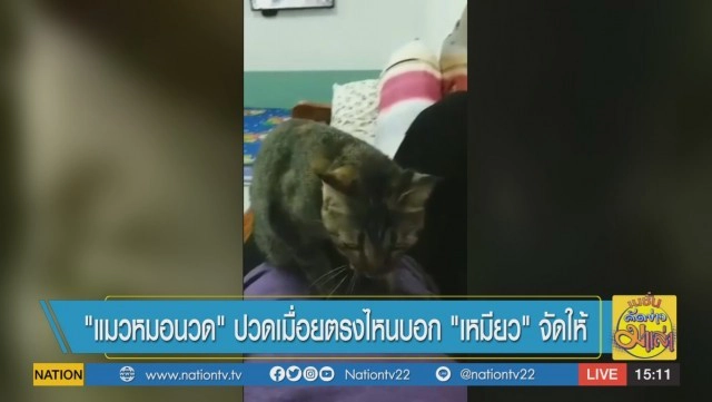 "แมวหมอนวด" ปวดเมื่อยตรงไหนบอก "เหมียว" จัดให้
