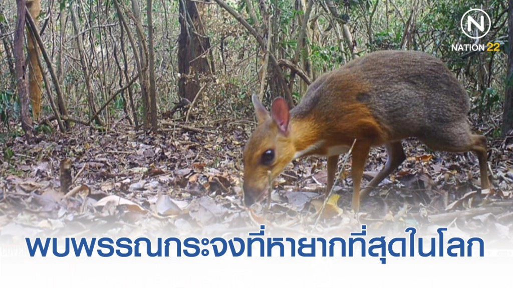 นักวิจัยสัตว์ป่า พบ "กระจงหลังเงิน" บริเวณตอนใต้ของเวียดนาม