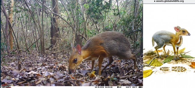 นักวิจัยสัตว์ป่า พบ "กระจงหลังเงิน" บริเวณตอนใต้ของเวียดนาม
