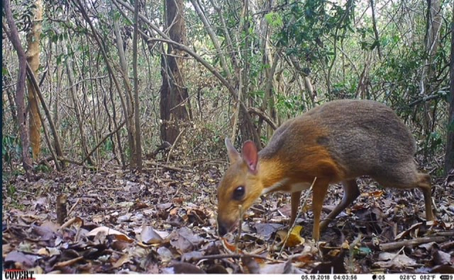 นักวิจัยสัตว์ป่า พบ "กระจงหลังเงิน" บริเวณตอนใต้ของเวียดนาม