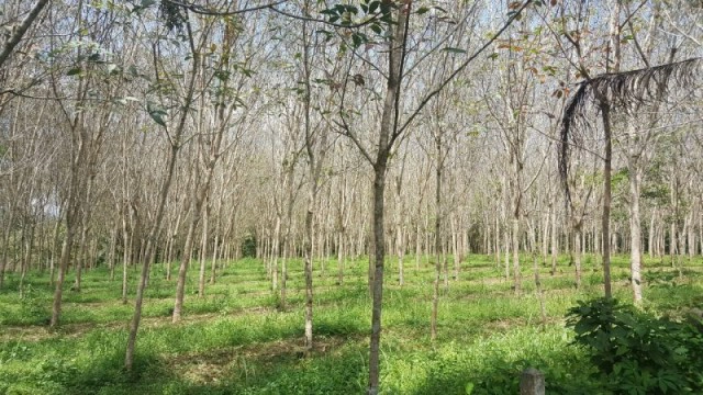 สั่งใช้โดรนฉีดพ่นสารกำจัดเชื้อรา