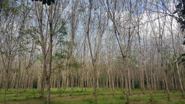 สั่งใช้โดรนฉีดพ่นสารกำจัดเชื้อรา