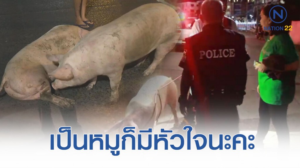 สาวใหญ่ใจบุญ ควัก 15,000 ไถ่ชีวิตหมูกระโดดหนีจากกระบะที่กำลังขนไปโรงชำแหละ