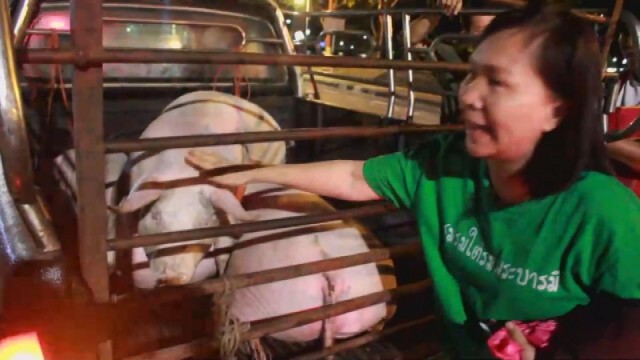 สาวใหญ่ใจบุญ ควัก 15,000 ไถ่ชีวิตหมูกระโดดหนีจากกระบะที่กำลังขนไปโรงชำแหละ