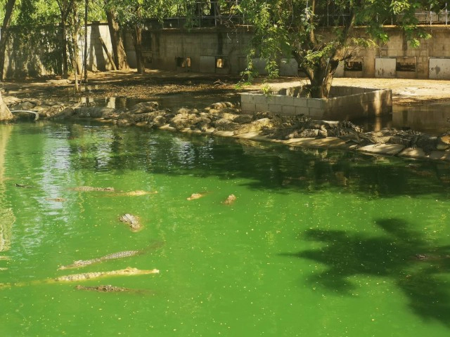 "ผู้จัดการฟาร์ม" วอนไม่ให้ชาวบ้านจับจระเข้เอง! แต่ยังให้รางวัลนำจับจระเข้เหมือนเดิมซม.ละ800บาท