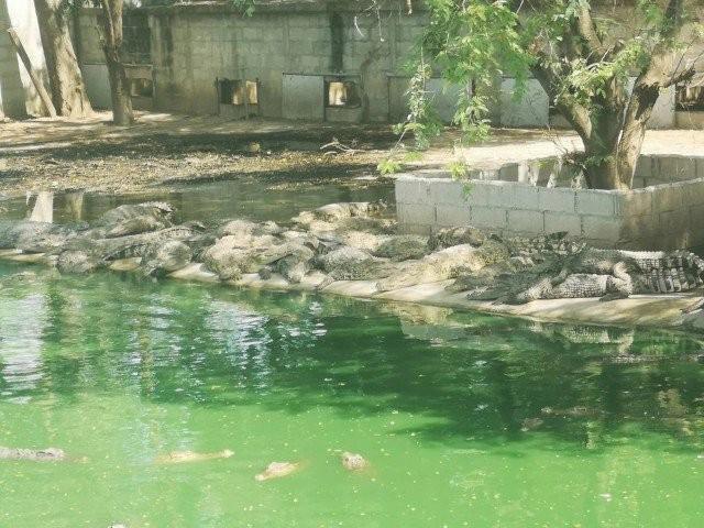 "ผู้จัดการฟาร์ม" วอนไม่ให้ชาวบ้านจับจระเข้เอง! แต่ยังให้รางวัลนำจับจระเข้เหมือนเดิมซม.ละ800บาท