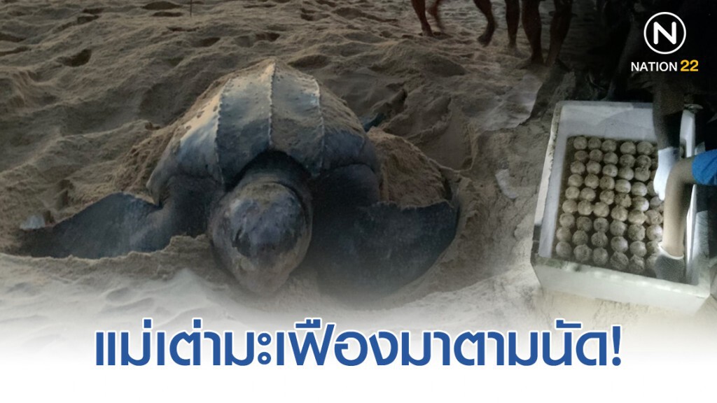 "แม่เต่ามะเฟือง" มาตามนัดขึ้นวางไข่ 104 ฟองรังแรกในปีนี้ บนหาดท้ายเหมือง