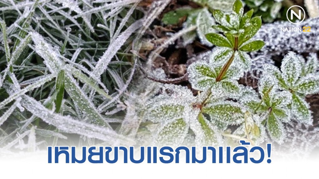 เหมยขาบแรกมาเเล้ว! อินทนนท์ยะเยือก 3 องศา เหมยขาบแรกมาเเล้ว! อินทนนท์ยะเยือก 3 องศา