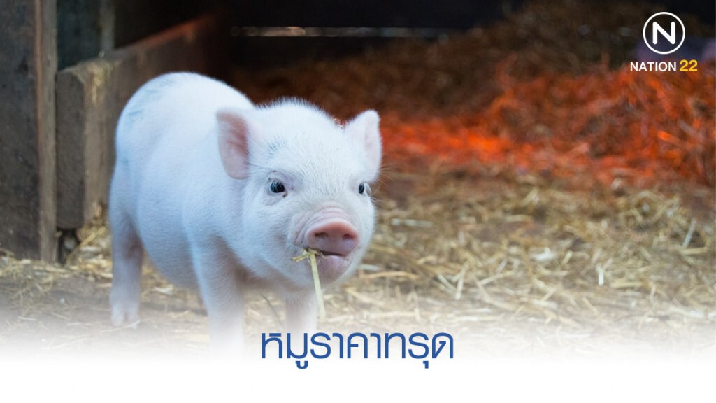 หมูราคาทรุด ร้อง  "พาณิชย์" ส่งออกตัวละ 500 บาท
