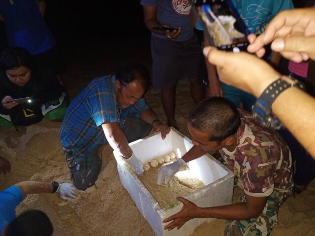 "แม่เต่ามะเฟือง" มาตามนัดขึ้นวางไข่ 104 ฟองรังแรกในปีนี้ บนหาดท้ายเหมือง