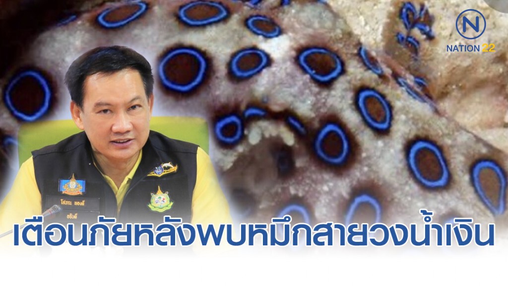 ทช.​ เตือนภัยหลังพบหมึกสายวงน้ำเงิน