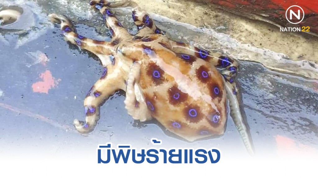 ดร.ธรณ์ ชี้ หมึกสายวงน้ำเงิน มีพิษร้ายแรง-ห้ามนำมาทำอาหาร ดร.ธรณ์ ชี้ หมึกสายวงน้ำเงิน มีพิษร้ายแรง-ห้ามนำมาทำอาหาร