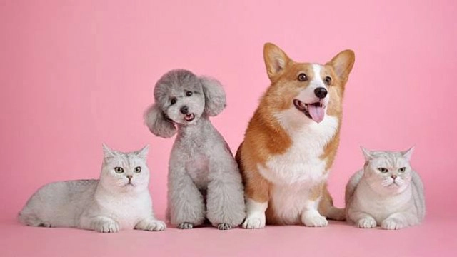 โซเชียลโพสต์กฎหมาย! ห้ามนำสัตว์เลี้ยงทุกชนิดเข้าไปในเขตอุทยานแห่งชาติ