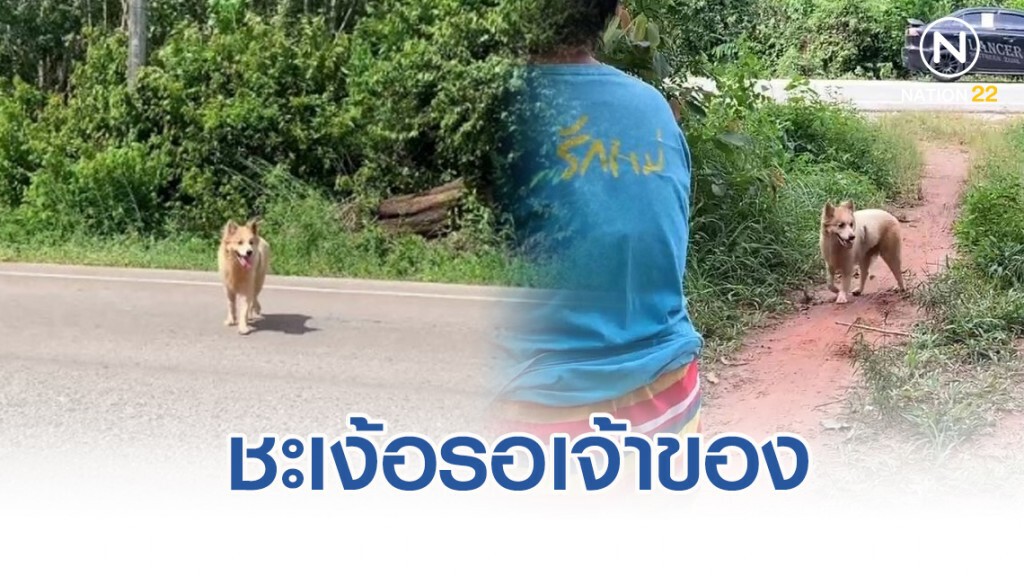 เจ้าตูบ เศร้า ตกจากรถ ชะเง้อรอเจ้าของมารับอยู่ริมถนน เจ้าตูบ เศร้า ตกจากรถ ชะเง้อรอเจ้าของมารับอยู่ริมถนน