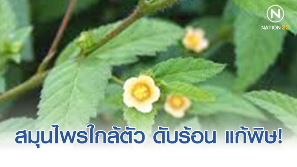 สมุนไพร พื้นบ้าน ช่วยขับปัสสาวะ! ดับร้อน แก้พิษ