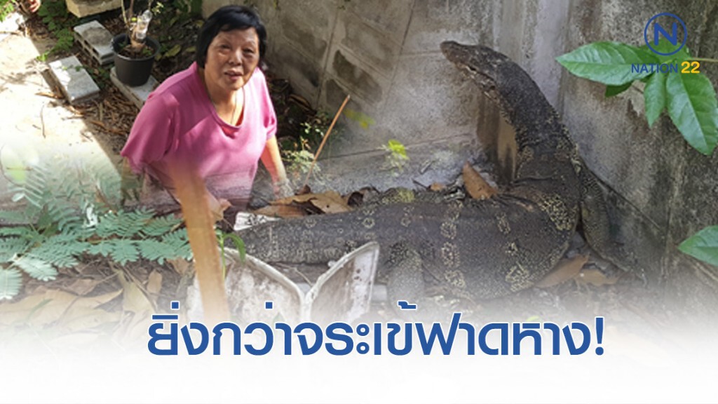 ป้าวัย 70 ถูกตัวเงินตัวทองฟาดหางบาดเจ็บ แจ้งจนท.เข้าช่วยเหลือ ป้าวัย 70 ถูกตัวเงินตัวทองฟาดหางบาดเจ็บ แจ้งจนท.เข้าช่วยเหลือ