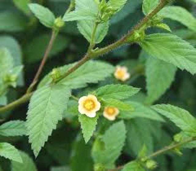 สมุนไพร พื้นบ้าน ช่วยขับปัสสาวะ! ดับร้อน แก้พิษ