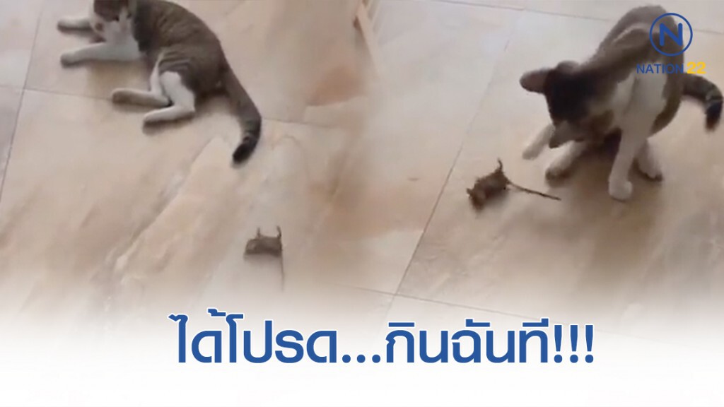 หนูผีกลิ้งยั่วแมวโดยไม่เกรงกลัว หนูผีกลิ้งยั่วแมวโดยไม่เกรงกลัว