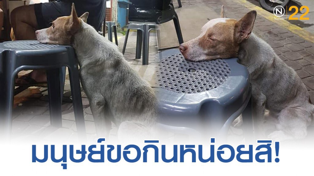 โซเชียลเเชร์! เจ้าตูบน้อยรอคอยอาหารริมข้างทางหวังเพียงคนเห็นใจ โซเชียลเเชร์! เจ้าตูบน้อยรอคอยอาหารริมข้างทางหวังเพียงคนเห็นใจ