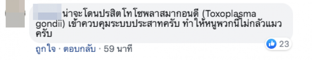 หนูผีกลิ้งยั่วแมวโดยไม่เกรงกลัว