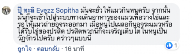 หนูผีกลิ้งยั่วแมวโดยไม่เกรงกลัว