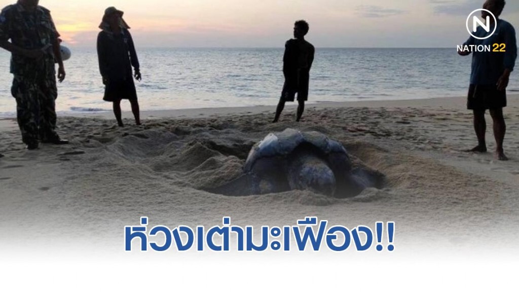 ห่วงเต่ามะเฟือง สั่งตั้งศูนย์เฝ้าระวังติดตามใกล้ชิด