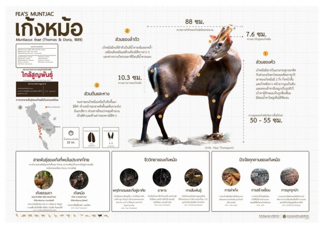 บุกรวบ 4 หนุ่มเมืองราชบุรีลักลอบล่า "เก้งหม้อ" สัตว์ป่าสงวน