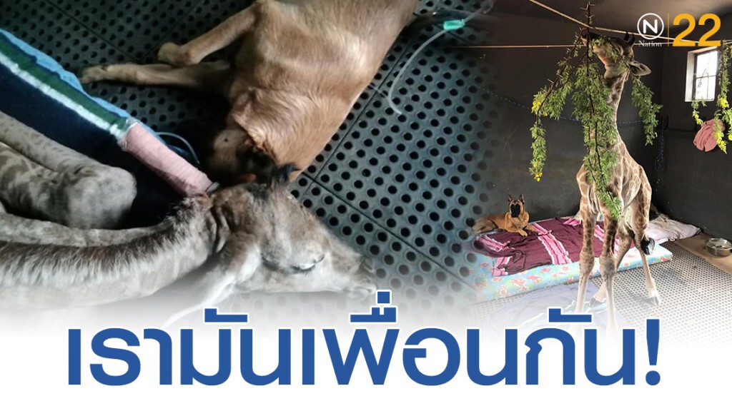 ชาวเน็ตเเชร์! สุนัขกับลูกยีราฟกำพร้า ความผูกพันที่ต่างกันที่หน้าตา
