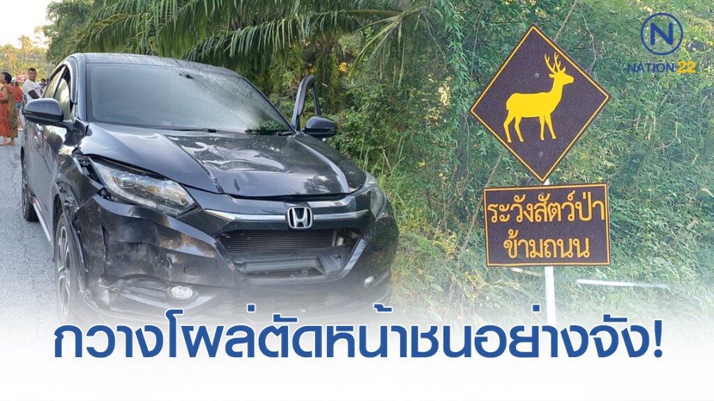 กวางป่าฝูงสุดท้ายเมืองคอน โผล่พรวดตัดหน้ารถชนอย่างจัง กวางป่าฝูงสุดท้ายเมืองคอน โผล่พรวดตัดหน้ารถชนอย่างจัง