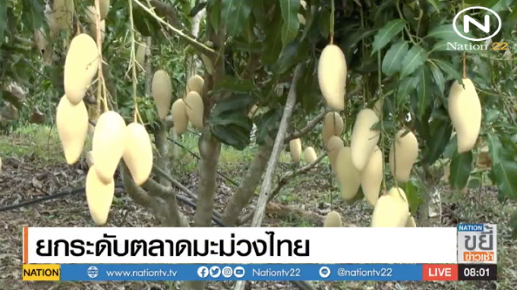 ยกระดับตลาดมะม่วงไทย ยกระดับตลาดมะม่วงไทย
