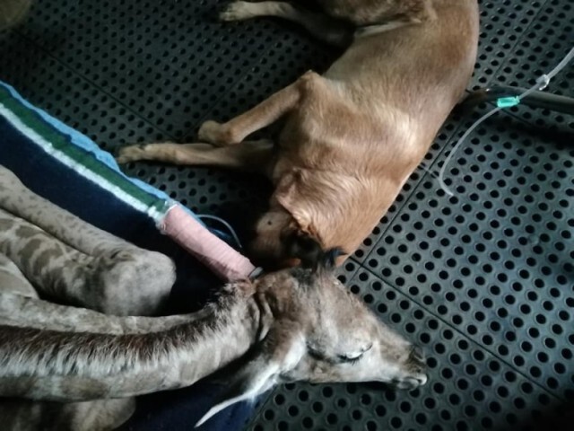 ชาวเน็ตเเชร์! สุนัขกับลูกยีราฟกำพร้า ความผูกพันที่ต่างกันที่หน้าตา