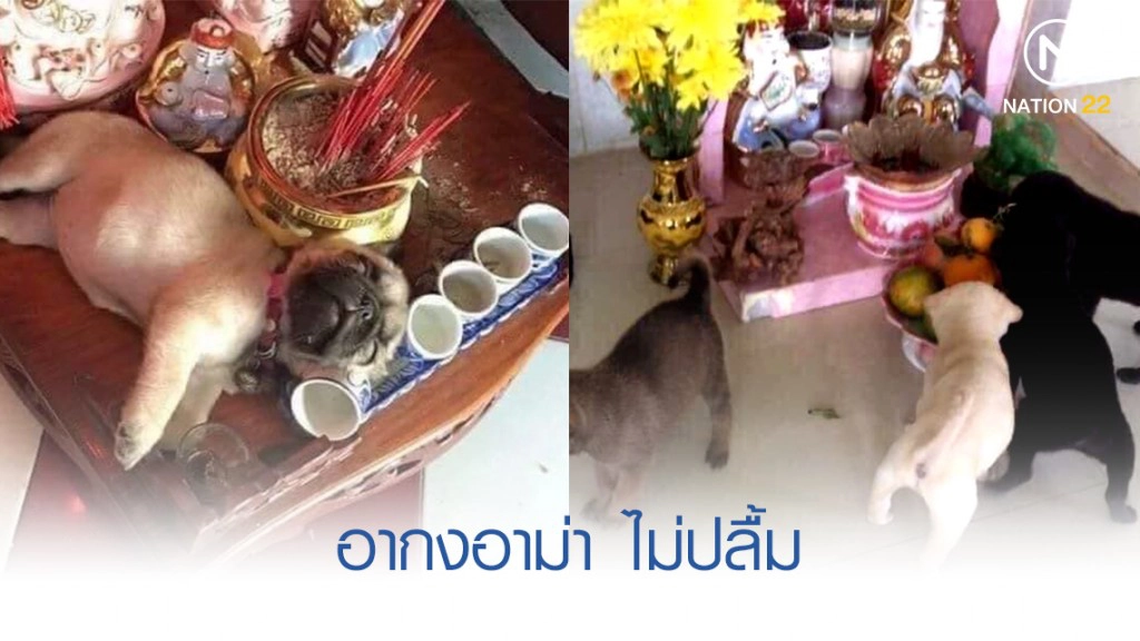 น้องมะหมา 4 ขาตะลุยของไหว้ ระเนระนาด