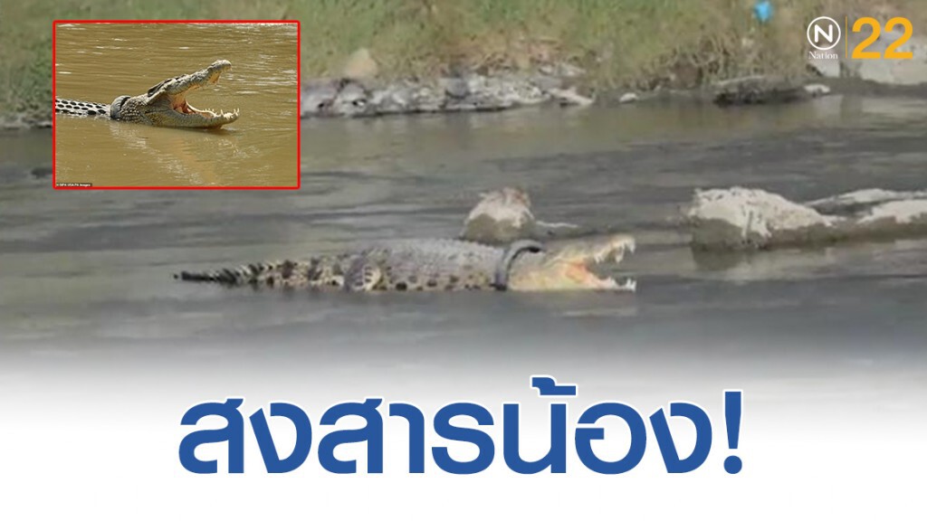 เร่งหาทางช่วยเหลือ! จระเข้ถูกยางรถรัดคอนาน 3 ปี