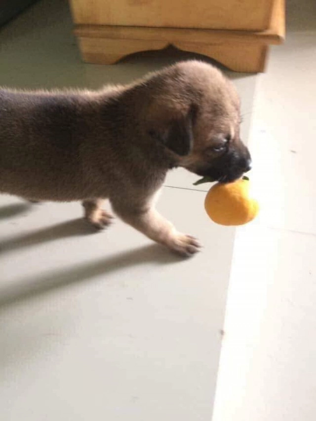 น้องมะหมา 4 ขาตะลุยของไหว้ ระเนระนาด