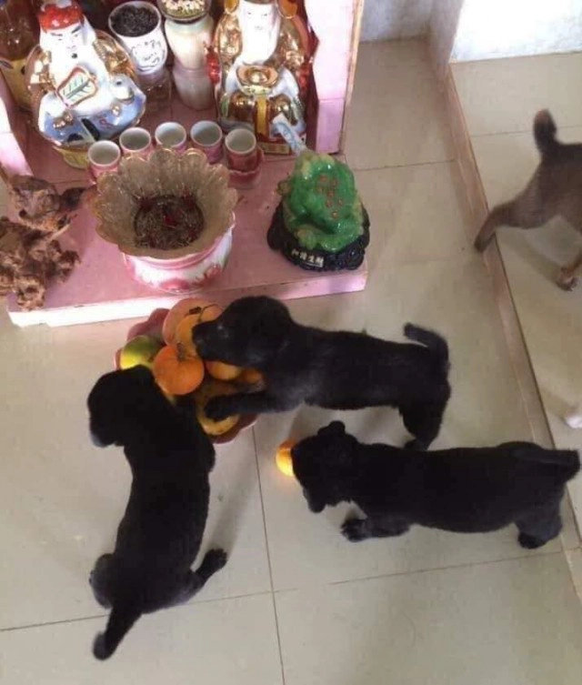 น้องมะหมา 4 ขาตะลุยของไหว้ ระเนระนาด