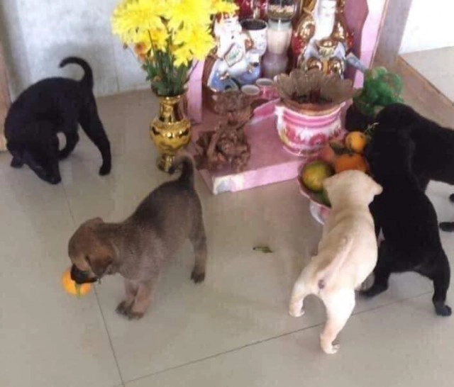 น้องมะหมา 4 ขาตะลุยของไหว้ ระเนระนาด