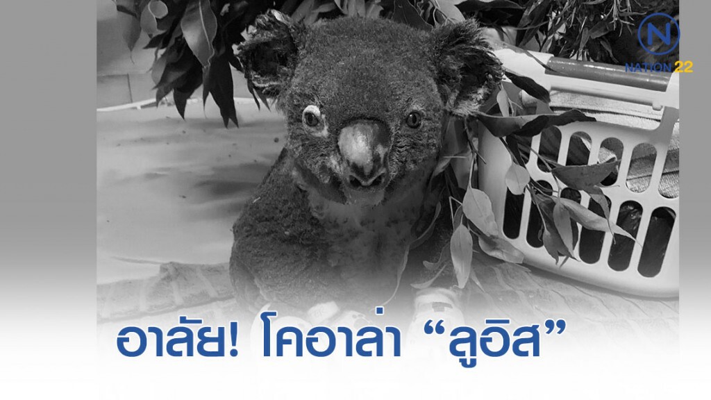 แพทย์ทำ "การุณยฆาต" โคอาล่า "ลูอิส" ที่สาวลุยไฟช่วยในคลิปดัง