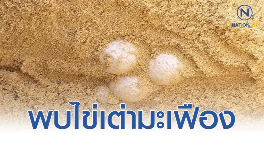 เฮ! พบเต่ามะเฟืองตัวใหม่วางไข่ชายหาดบ่อดาน