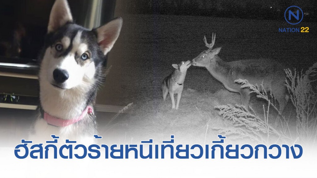 ไซบีเรียนตัวร้าย หายตัวไปหลายวัน รู้ความจริงว่าหนีเที่ยวไปเกี้ยวกวาง ไซบีเรียนตัวร้าย หายตัวไปหลายวัน รู้ความจริงว่าหนีเที่ยวไปเกี้ยวกวาง